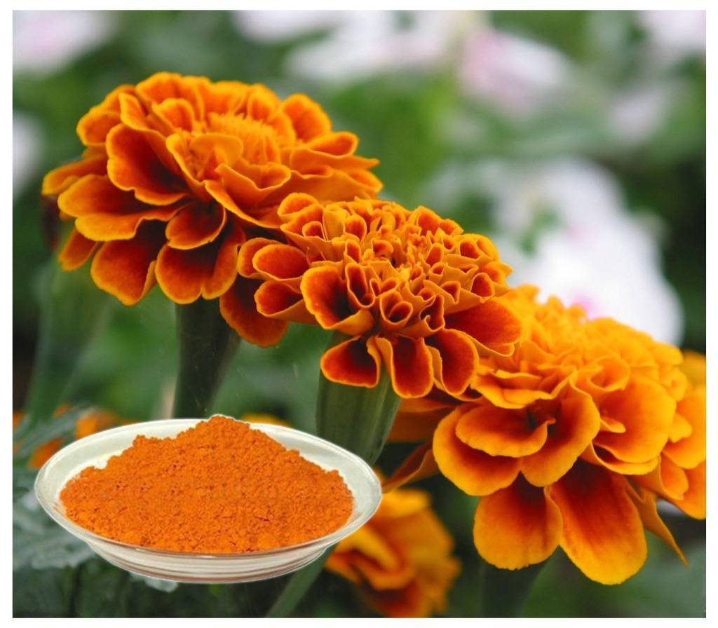 叶黄素哪种好，一篇文章告诉你叶黄素的作用和正确选择_汤臣倍健_都市_西祠胡同