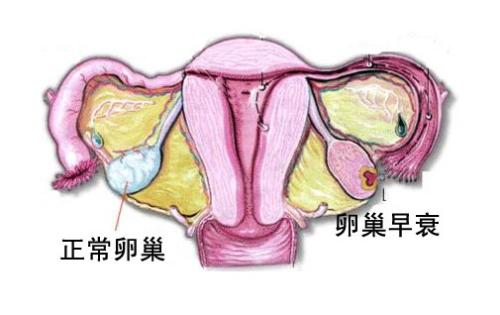 上海世纪助孕公司,上海世纪代怀孕怎么样