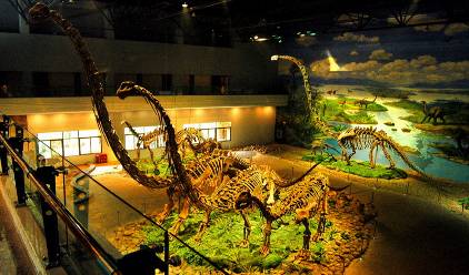 恐龙博物馆004